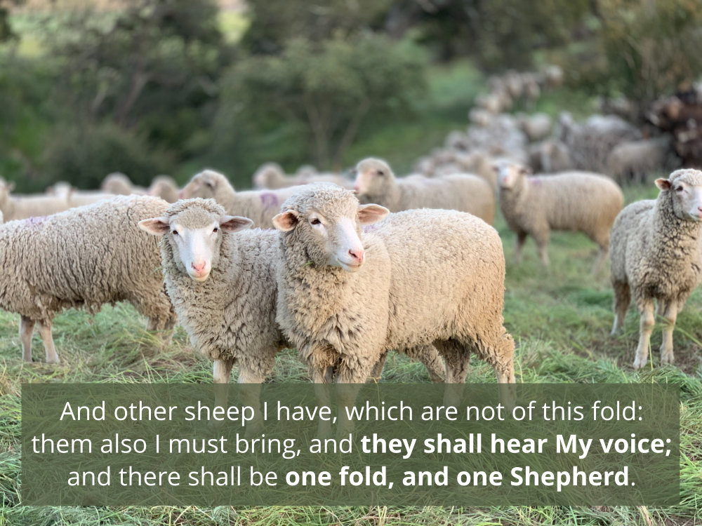 Jesus has many sheep in different folds, but when they hear His voice, there will be one fold and one Shepherd.