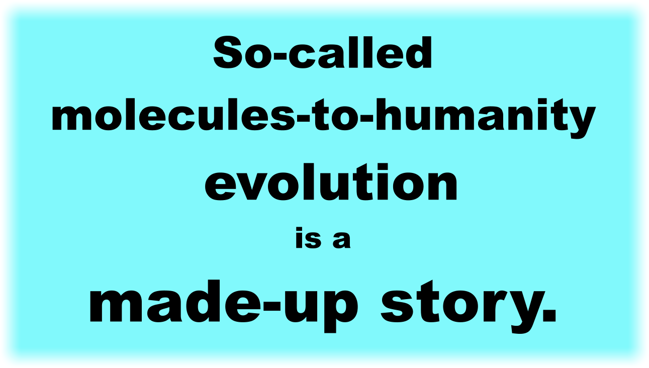 So-called "molecules-to-humanity evolution" is a made-up story. 